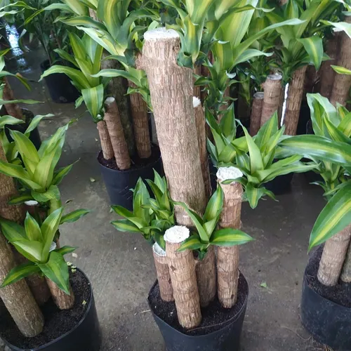 🌼Cây Phát Tài Khúc: Chậu Hoa Cây Cảnh Phong Thủy Chiêu Tài Lộc Số 1 Cho Mọi Nhà