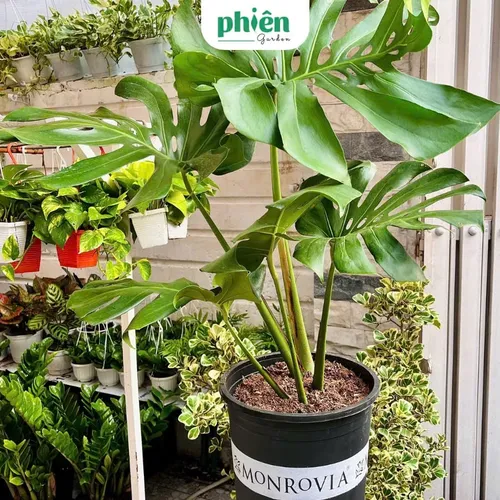 🌱Cây Trầu Bà Lá Xẻ: Chậu Hoa Cây Cảnh Để Phòng Khách Mang Tài Lộc Vào Nhà!