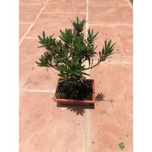 🌿Cây Tùng La Hán: Mẫu Chậu Hoa Cây Cảnh Để Phòng Khách Đẹp và Sang Trọng Bậc Nhất!