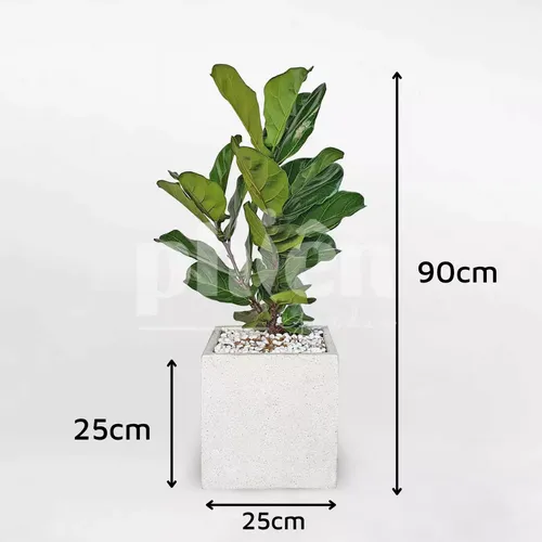 ☀️Review Chậu Hoa Cây Cảnh Bàng Singapore Kèm Chậu Xi Măng Đá Mài | Có Đáng Tiền?