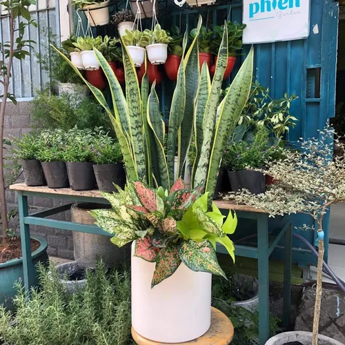 🧑‍🌾Chậu Hoa Cây Cảnh Lưỡi Hổ Thái: Top 1 Cây Phong Thủy Bàn Làm Việc Giúp Trừ Tà, Hút Lộc.