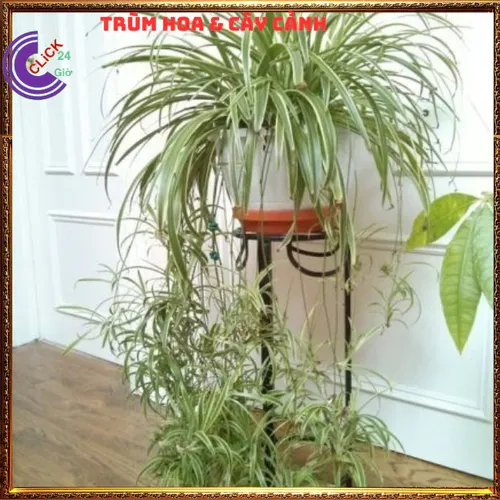 🌸Chậu Hoa Cây Cảnh Phong Thủy Ngải Nàng Gù: Bí Quyết KÉO KHÁCH, Cầu Tài Lộc Vượng Gia!