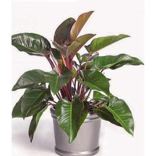 🌸Chậu Hoa Mini Trầu Bà Đế Vương: Tiền Vào Như Nước, Rước Lộc Về Nhà!