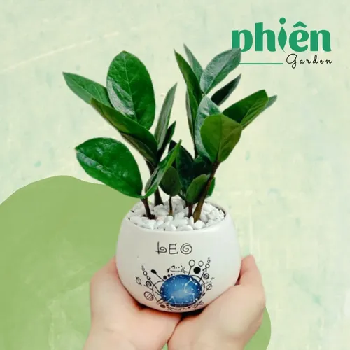 🧑‍🌾Cây Kim Tiền: Chậu Hoa Để Bàn Trang Trí Rước VẬN MAY Vào Nhà!