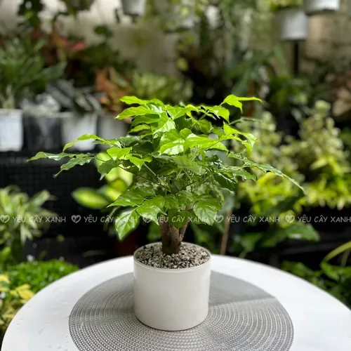 🌱Chậu hoa để bàn phong thủy: Cây HẠNH PHÚC GỐC TO- Kích hoạt TÀI LỘC, VƯỢNG KHÍ!