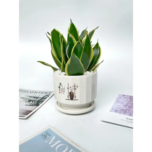 ✨Cây Lưỡi Hổ Thái Lùn: Chậu Hoa Để Bàn Văn Phòng KÍCH HOẠT TÀI LỘC!