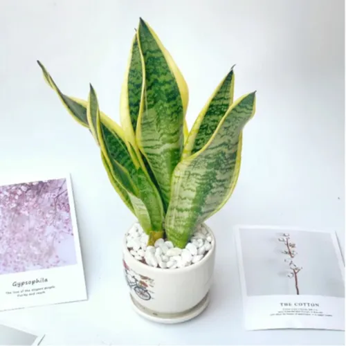 ✨Chậu Hoa Để Bàn Làm Việc Lưỡi Hổ - Bí Quyết Giúp Bạn Thăng Tiến, Hút Tài Lộc!