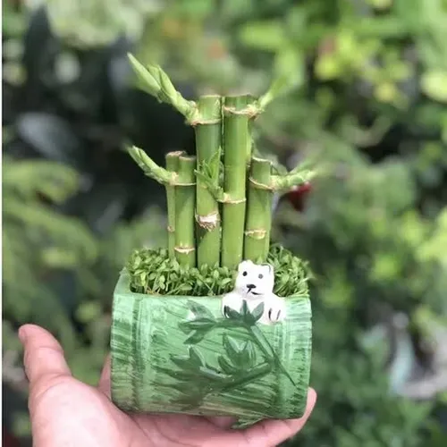 🌸Cây trúc phát tài: TOP 1 Chậu Hoa Để Bàn Làm Việc: Đặt Chậu Này, TIỀN VÀO NHƯ NƯỚC!