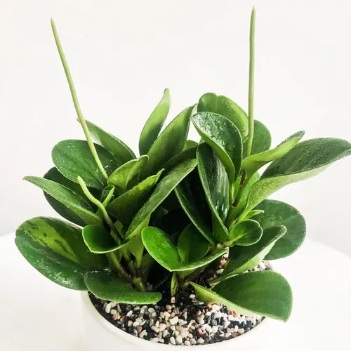 💔Review Chậu Trường Sinh: Chậu Hoa Để Bàn Làm Việc Có Thực Sự Tốt Như Lời Đồn?