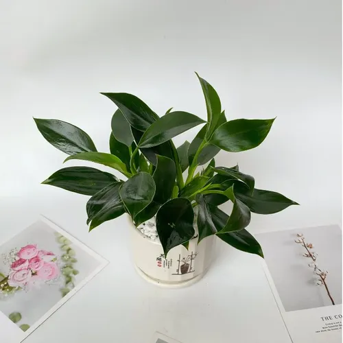 🌱Đẳng Cấp Đế Vương: Chậu Hoa Để Bàn Dễ Thương Giúp Sự Nghiệp THĂNG TIẾN Bất Ngờ!