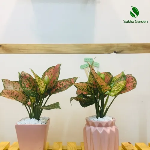 🌸Chậu hoa để bàn làm việc Vạn Lộc - Gốm tráng men sang trọng, thu hút vượng khí.