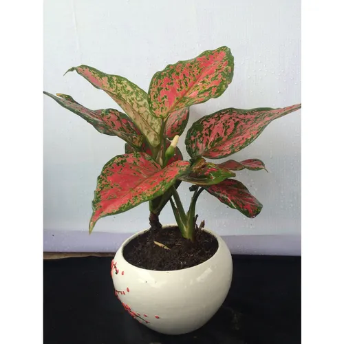  🌿Chậu Hoa Để Bàn Vạn Lộc Giúp ĐỔI VẬN: BÍ MẬT Này 97% Người Không Biết!