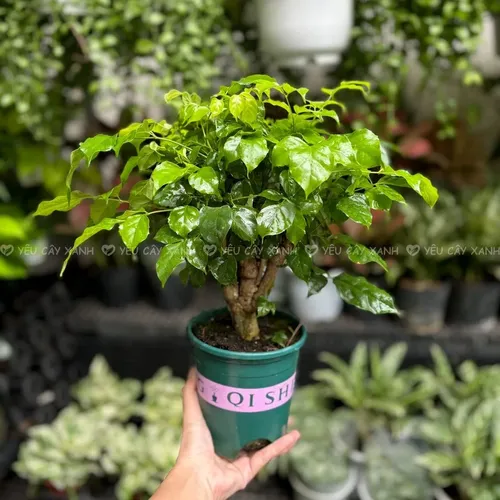 🌱Chậu hoa để bàn phong thủy: Cây HẠNH PHÚC GỐC TO- Kích hoạt TÀI LỘC, VƯỢNG KHÍ!