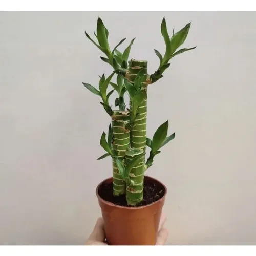 🌱Chậu Hoa Để Bàn Phong Thủy: Cây Trúc Phát Tài Giúp THU HÚT VẬN MAY Cực Mạnh!