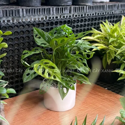 🍃🌸Chậu Hoa Để Bàn: Bí Mật Giúp Gia Chủ THĂNG QUAN TIẾN CHỨC Không Ai Nói!