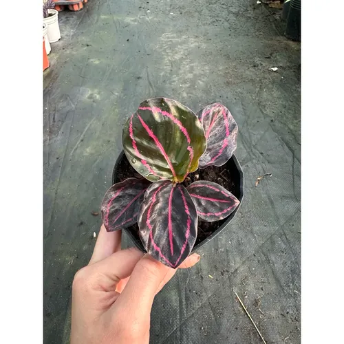 🌼Cây Đuôi Công Tím - Chậu Hoa Để Bàn Đẹp Mang Lại Nguồn Cảm Hứng Bất Tận!