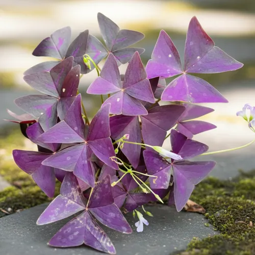 🌸Tại Sao Chậu Bướm Đêm Lại Là Chậu Hoa Để Bàn DỄ THƯƠNG Được Săn Lùng Nhất?