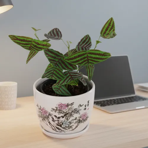 🧑‍🌾Cây Bướm Xuân - Chậu Hoa Để Bàn Dễ Thương, Độc Lạ Không Đụng Hàng!