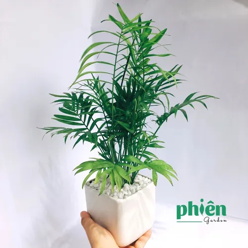 ✨Review Chậu Cau Tiểu Trâm: Có phải là chậu hoa để bàn đẹp & TỐT PHONG THỦY như lời đồn?