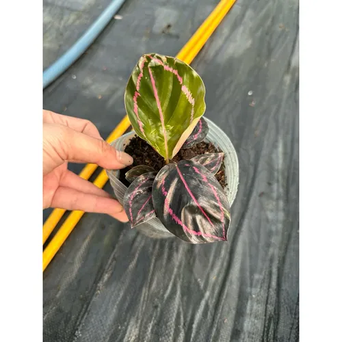 🌼Cây Đuôi Công Tím - Chậu Hoa Để Bàn Đẹp Mang Lại Nguồn Cảm Hứng Bất Tận!