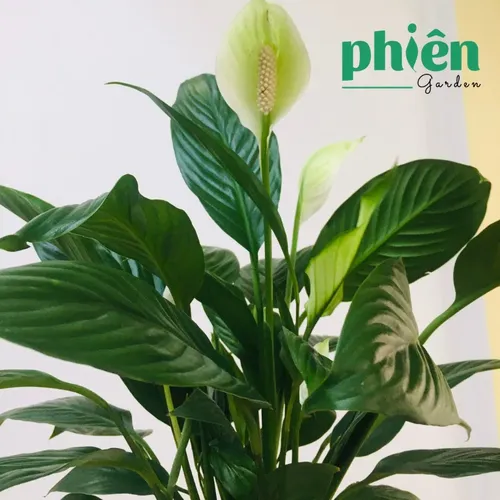 🌱Cây Lan Ý: 99% Người THÀNH ĐẠT Sở Hữu Chậu Hoa Để Bàn Đẹp Này!