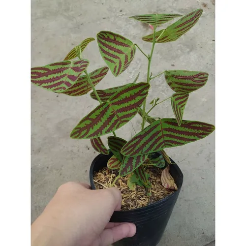 🧑‍🌾Cây Bướm Xuân - Chậu Hoa Để Bàn Dễ Thương, Độc Lạ Không Đụng Hàng!