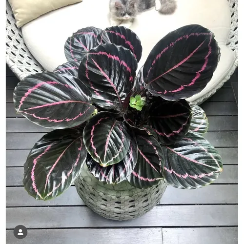 🌼Cây Đuôi Công Tím - Chậu Hoa Để Bàn Đẹp Mang Lại Nguồn Cảm Hứng Bất Tận!