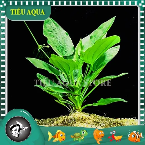 🌿Combo 5 Cây Bách Thủy Tiên: Chậu Hoa Để Bàn Đẹp - Mua 1 Được 5!