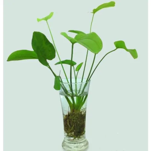 🌿Combo 5 Cây Bách Thủy Tiên: Chậu Hoa Để Bàn Đẹp - Mua 1 Được 5!