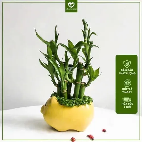 🌸Cây trúc phát tài: TOP 1 Chậu Hoa Để Bàn Làm Việc: Đặt Chậu Này, TIỀN VÀO NHƯ NƯỚC!