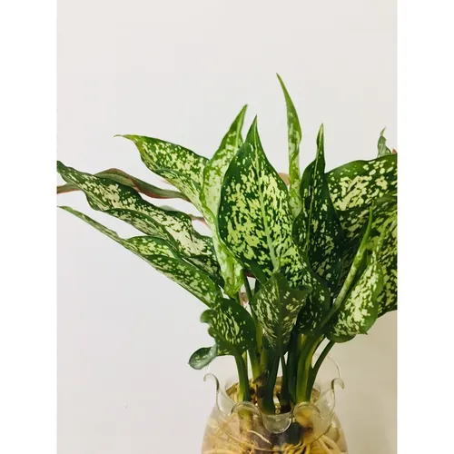 🌸Cây Ngọc Ngân: Chậu Hoa Để Bàn Bằng Thủy Tinh Đẹp MÊ LY!