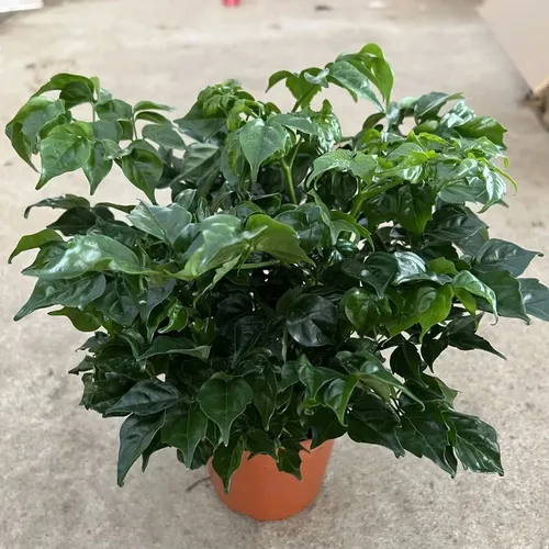 🧑‍🌾Chậu Cây Hạnh Phúc Để Bàn - Bí Mật Phong Thủy Thu Hút May Mắn, Tài Lộc