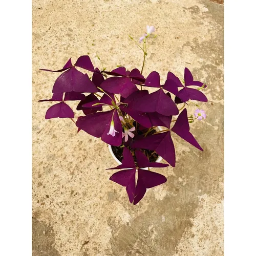 🌸Tại Sao Chậu Bướm Đêm Lại Là Chậu Hoa Để Bàn DỄ THƯƠNG Được Săn Lùng Nhất?