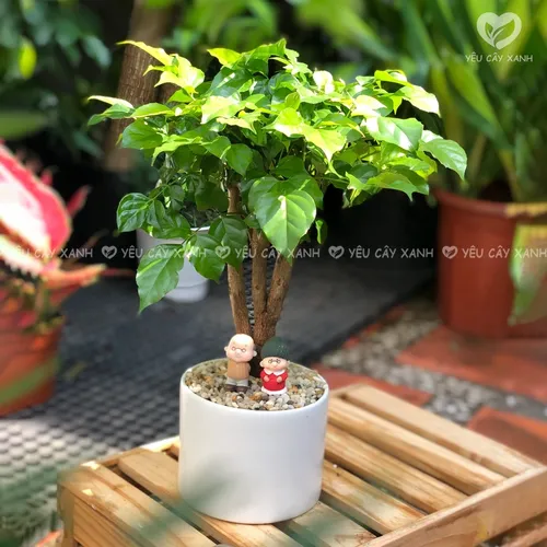 🌱Chậu hoa để bàn phong thủy: Cây HẠNH PHÚC GỐC TO- Kích hoạt TÀI LỘC, VƯỢNG KHÍ!