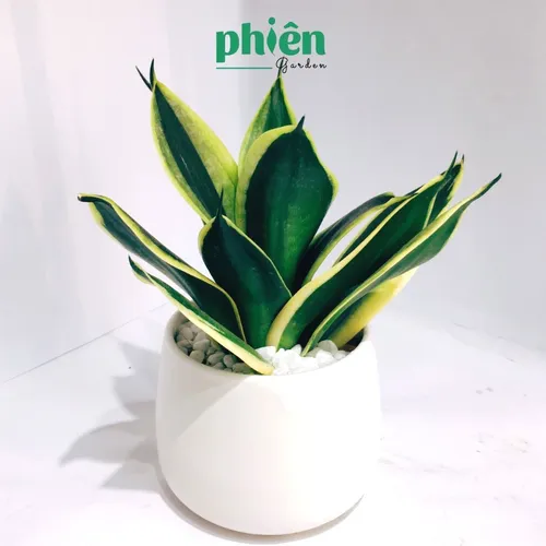 ☀️Chậu Hoa Để Bàn Phong Thủy Lưỡi Hổ Thái: THU HÚT TÀI LỘC, May Mắn Cho Dân Văn Phòng!