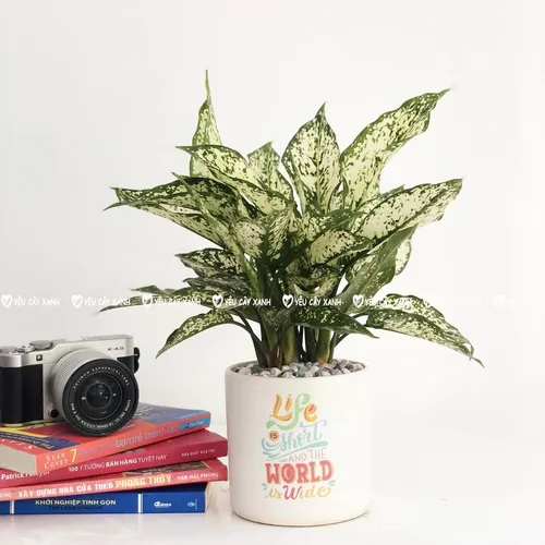 🌼✨Cây Ngọc Ngân: Chậu Hoa để bàn Sang trọng hợp Phong thủy!