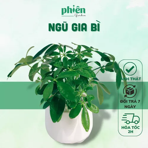 💧Cây Ngũ Gia Bì: Chậu Hoa Để Bàn Độc Đáo- Hút TÀI LỘC, Thanh Lọc Không Khí.