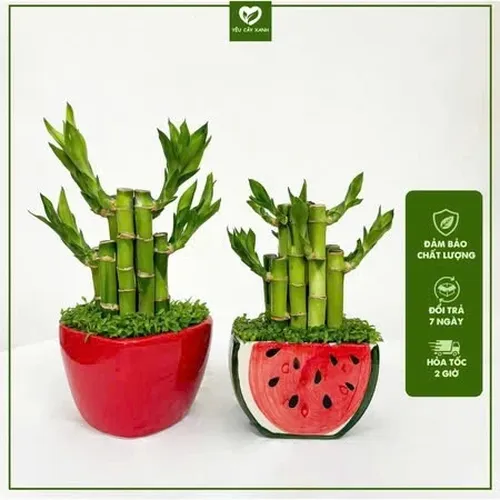 🌸Cây trúc phát tài: TOP 1 Chậu Hoa Để Bàn Làm Việc: Đặt Chậu Này, TIỀN VÀO NHƯ NƯỚC!