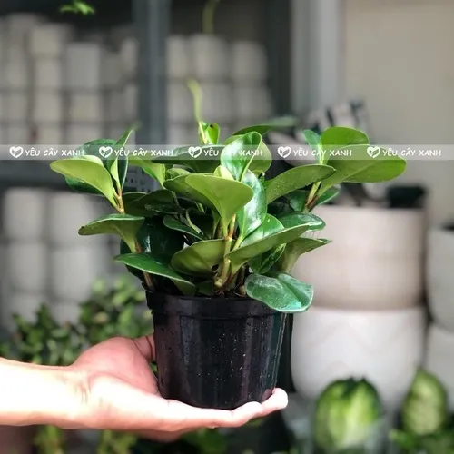 💔Review Chậu Trường Sinh: Chậu Hoa Để Bàn Làm Việc Có Thực Sự Tốt Như Lời Đồn?