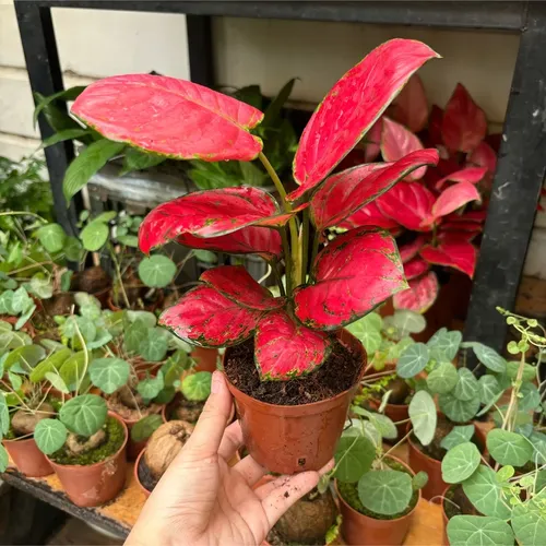 💧🌼Bí Mật về Cây Vạn Lộc - Chậu Hoa Để Bàn Phong Thủy Không Phải Ai Cũng Biết!