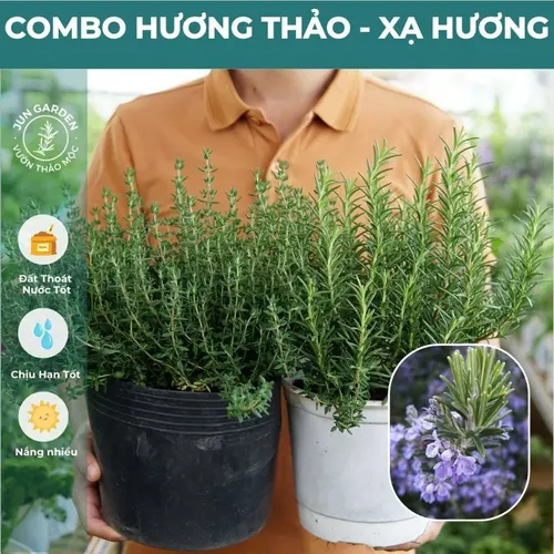 🍃Cây Hương Thảo: Chậu hoa để bàn 2 trong 1: Vừa THƠM phức, vừa ĐUỔI MUỖI hiệu quả!