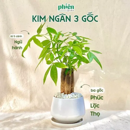 🌳Chậu Hoa Để Bàn Độc Đáo - Kim Ngân Tam Lộc: TIỀN VÀO NHƯ NƯỚC