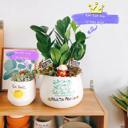 🌱Chậu Hoa Để Bàn Phong Thủy: Kim Tiền Mix Cẩm Nhung HÚT TÀI LỘC, Quà Khai Trương Ý Nghĩa!