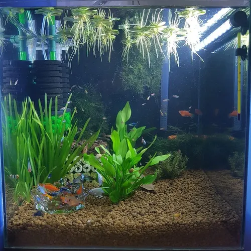 🌿Combo 5 Cây Bách Thủy Tiên: Chậu Hoa Để Bàn Đẹp - Mua 1 Được 5!