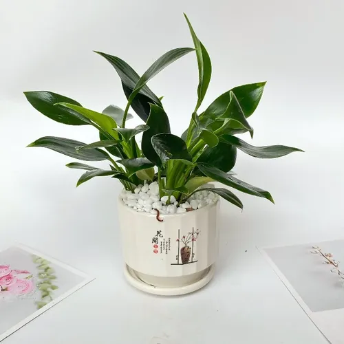 🌱Đẳng Cấp Đế Vương: Chậu Hoa Để Bàn Dễ Thương Giúp Sự Nghiệp THĂNG TIẾN Bất Ngờ!