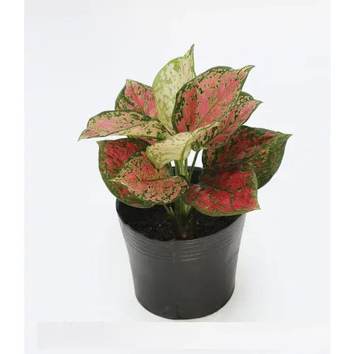  🌿Chậu Hoa Để Bàn Vạn Lộc Giúp ĐỔI VẬN: BÍ MẬT Này 97% Người Không Biết!