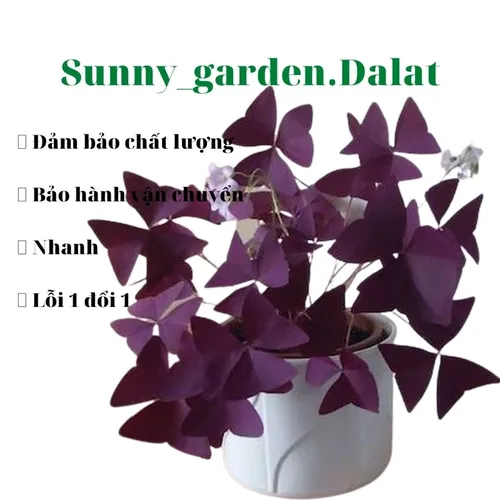 🌸Tại Sao Chậu Bướm Đêm Lại Là Chậu Hoa Để Bàn DỄ THƯƠNG Được Săn Lùng Nhất?