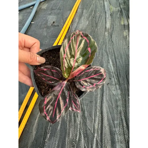 🌼Cây Đuôi Công Tím - Chậu Hoa Để Bàn Đẹp Mang Lại Nguồn Cảm Hứng Bất Tận!