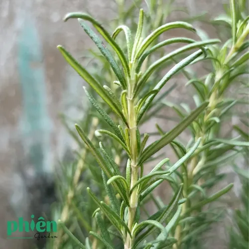 🌳Chậu Hoa Để Bàn Trang Trí Cây Hương Thảo: Thơm Ngát, Xua Đuổi Muỗi, Thu Hút Tài Lộc!