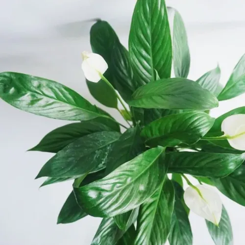 🌱Cây Lan Ý: 99% Người THÀNH ĐẠT Sở Hữu Chậu Hoa Để Bàn Đẹp Này!